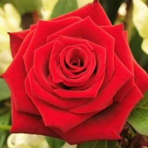 Meet your Posher, Rose